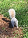 An isolated Eastern grey squirrel in Washington, D.C.