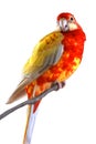 Isolated Eastern Rosella on perch