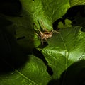 Eastern Shieldback Katydid on a Squash Leaf