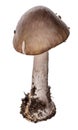 Isolated edible grisette mushroom Royalty Free Stock Photo