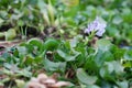 Isolated Eichornia plant with flower - common water hyacinth