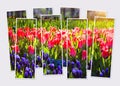 Isolated eight frames collage of picture of blooming red tulip flowers in Keukenhof park glowing morning light. Royalty Free Stock Photo