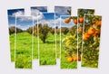 Isolated eight frames collage of picture of orange garden on Sicily, Italy.