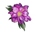 Isolated element wild flower in watercolor wild rose