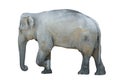 Isolated elephant