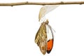Isolated emerged great orange tip butterfly Anthocharis cardam Royalty Free Stock Photo
