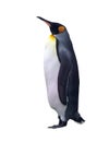 Isolated emperor penguin with clipping path Royalty Free Stock Photo
