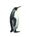 Isolated emperor penguin with clipping path Royalty Free Stock Photo