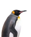 Isolated emperor penguin with clipping path Royalty Free Stock Photo