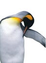 Isolated emperor penguin with clipping path Royalty Free Stock Photo