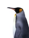 Isolated emperor penguin with clipping path Royalty Free Stock Photo