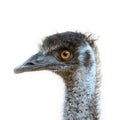 Isolated Emu head Royalty Free Stock Photo