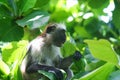  endangered young red colobus monkey Piliocolobus, Procolobus kirkii eating a leaf in the trees