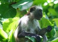  endangered young red colobus monkey Piliocolobus, Procolobus kirkii eating a leaf in the trees