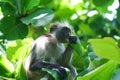  endangered young red colobus monkey Piliocolobus, Procolobus kirkii eating a leaf in the trees o