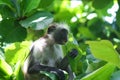  endangered young red colobus monkey Piliocolobus, Procolobus kirkii eating a leaf in the trees