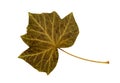 Isolated english ivy, hedera helix leaf on white background Royalty Free Stock Photo