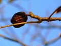 isolated English walnut in selective focus on fall twig.