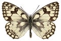 Isolated Esper's Marbled White butterfly