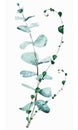 Isolated eucalyptus leaves branch arrangement.