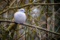 Isolated Eurasian Collared Dove in nature environment Streptopelia decaocto . Single bird, animal brown background wallpaper