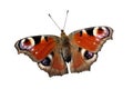 Isolated European Peacock butterfly (Inachis io) Royalty Free Stock Photo