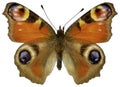 Isolated European Peacock butterfly Royalty Free Stock Photo