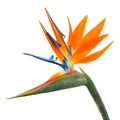 Isolated exotic tropical flower of Strelitzia reginae or bird of paradise Royalty Free Stock Photo