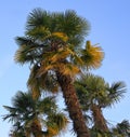 Isolated exotic tropical palm trees against blue sky background.