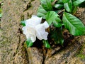 isolated the exotic white gardenia flower on the brick Royalty Free Stock Photo