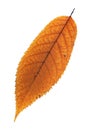 Isolated faded cherry leaf Royalty Free Stock Photo