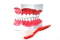 Isolated fake teeth (dentures) and toothbrush