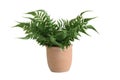 Isolated fake tropical fern plant in clay pot