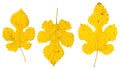 Isolated fall leaves on white background. Royalty Free Stock Photo