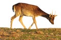 Isolated fallow deer calf grazing Royalty Free Stock Photo