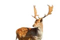 Isolated fallow deer stag Royalty Free Stock Photo