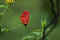 Isolated falme-lily flower in a green background of the forest in India Royalty Free Stock Photo