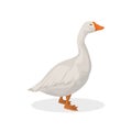 Isolated farm goose. Royalty Free Stock Photo