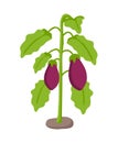 Eggplant Bush with Fruit Isolated Cartoon Icon