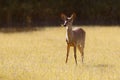 Young White-tailed deer feeding in grass field in early morning Royalty Free Stock Photo
