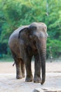 Isolated female asian elephant walking