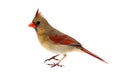 Isolated Female Cardinal on White Royalty Free Stock Photo