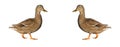 Isolated female mallard duck is reflected on white background A Royalty Free Stock Photo