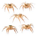 Isolated Female Plexippus petersi Jumping spider
