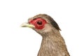 Isolated female silver pheasant Royalty Free Stock Photo