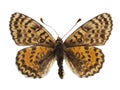 Isolated female spotted fritillary butterfly