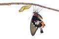 Isolated female yellow body Great mormon Butterfly with cocoon