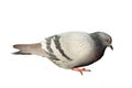 Isolated feral pigeon