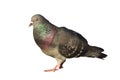 Isolated feral pigeon