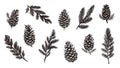 Isolated fir branches and cones. Pine cone, tree branch sketch design. Decorative nature elements, christmas holidays